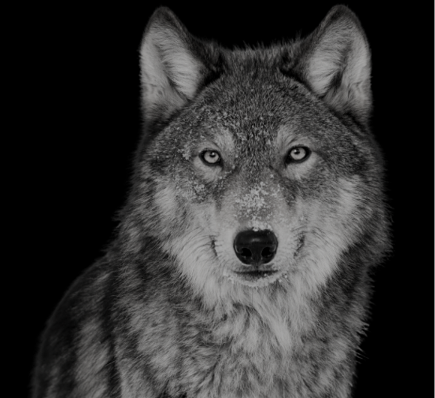 Grey wolf looking straight ahead