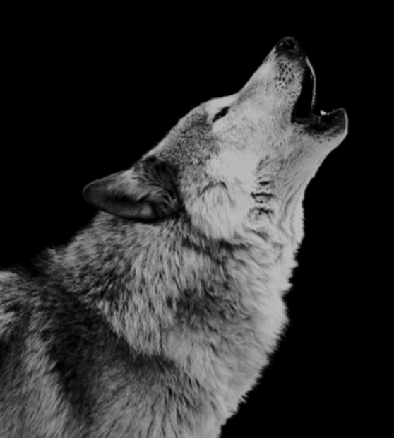 Wolf howling