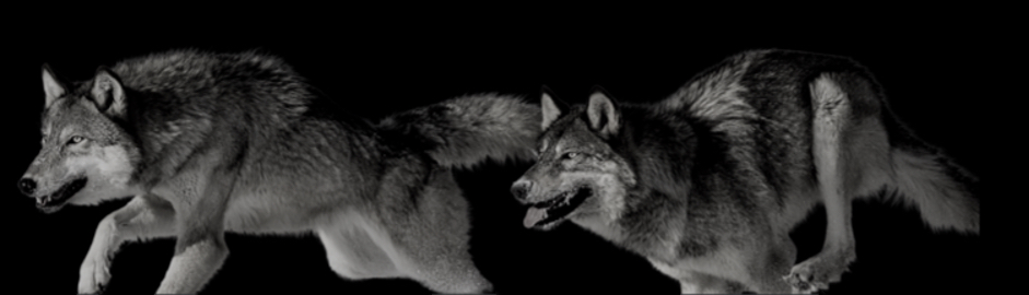 Two wolves running