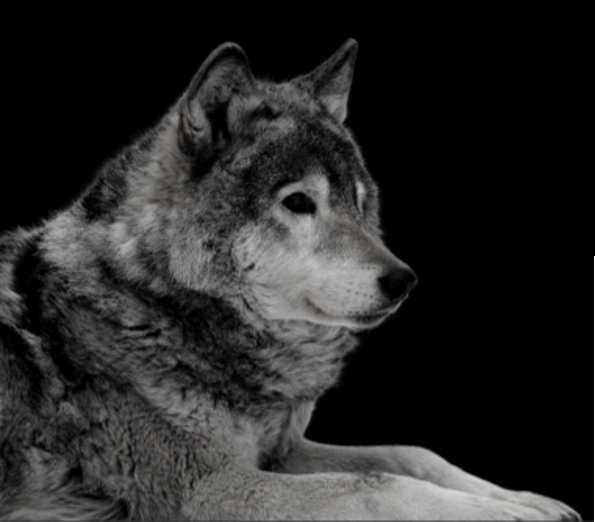Wolf lying down